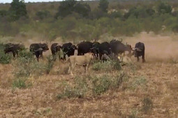 Phi thường - kỳ quặc - Video: Tấn công trâu rừng, sư tử bị con mồi rượt chạy “té khói”