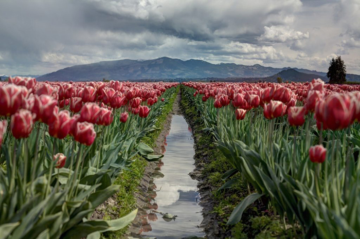 Lễ hội hoa tulip: Năm 1945, Ottawa đã bảo vệ cho một công chúa Hà Lan trong thời kỳ Đức Quốc xã chiếm đóng Hà Lan trong chiến tranh thế giới thứ II. Vì vậy, để nói lời cảm ơn, người Hà Lan đã gửi đến Ottawa 100.000 củ hoa tulip như một cách để nói lời cảm ơn. Kể từ đó, người Hà Lan gửi hoa tulip hằng năm cho Lễ hội hoa tulip Canada ở Ottawa vào tháng 5.
