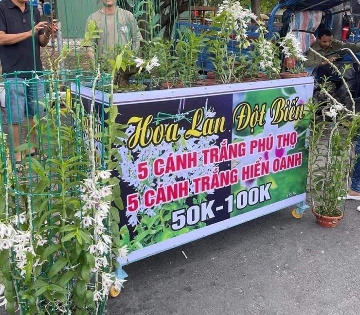 Lan đột biến được rao bán với giá rẻ như rau tại quận Bình Tân vừa qua.