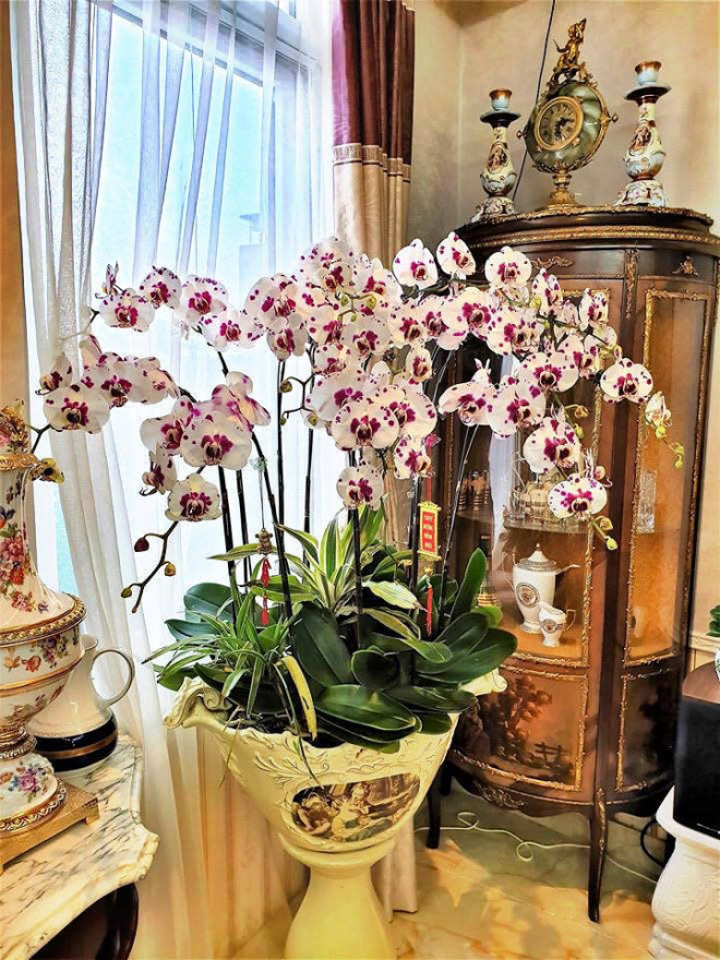 Một trong những chậu hoa "khủng" của nam ca
sĩ.