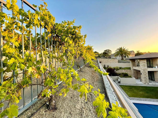 Hàng chục gốc nho Cabernet Sauvignon của Thủy Tiên. Chị chờ đủ sản lượng nho để thực hiện quy trình nấu rượu.