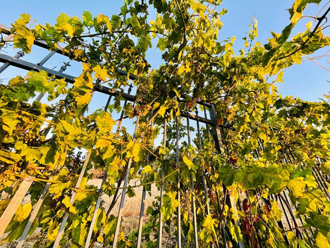 Doanh nhân Thủy Tiên trồng giống nho Cabernet Sauvignon trên các hàng rào quanh biệt thự để tạo cảnh quan và lấy quả làm rượu vang đỏ.