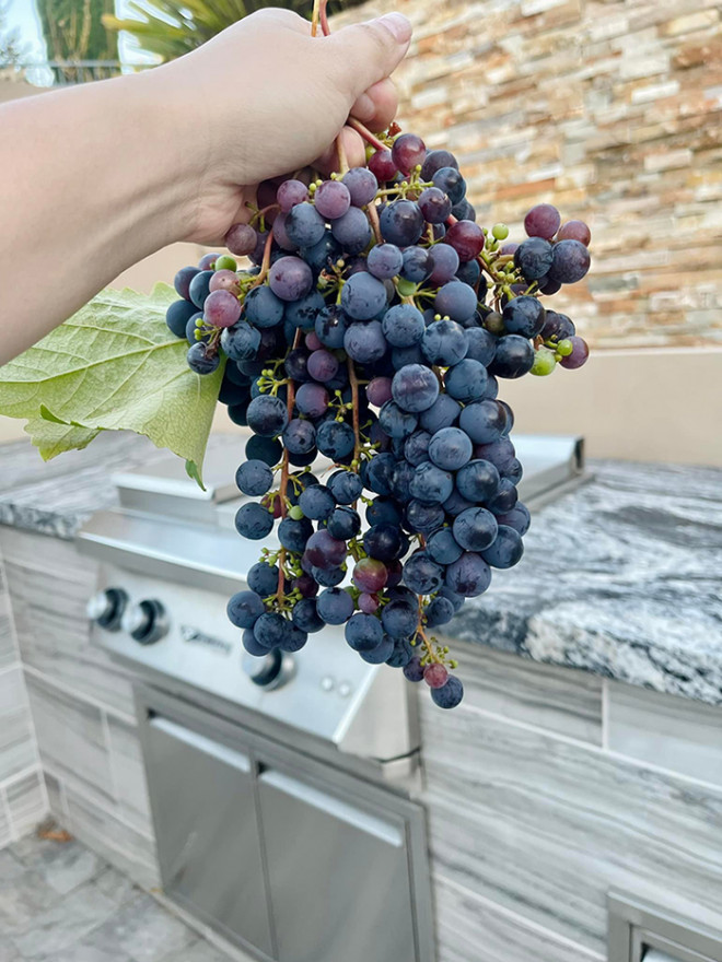 Để có thành quả, doanh nhân Thủy Tiên đã dồn nhiều tâm sức và chi phí để theo đuổi công nghệ nấu rượu nho đẳng cấp này.