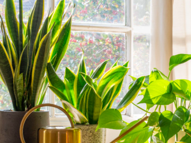Sức khỏe đời sống - 7 cây cảnh có thể giúp làm sạch không khí trong nhà