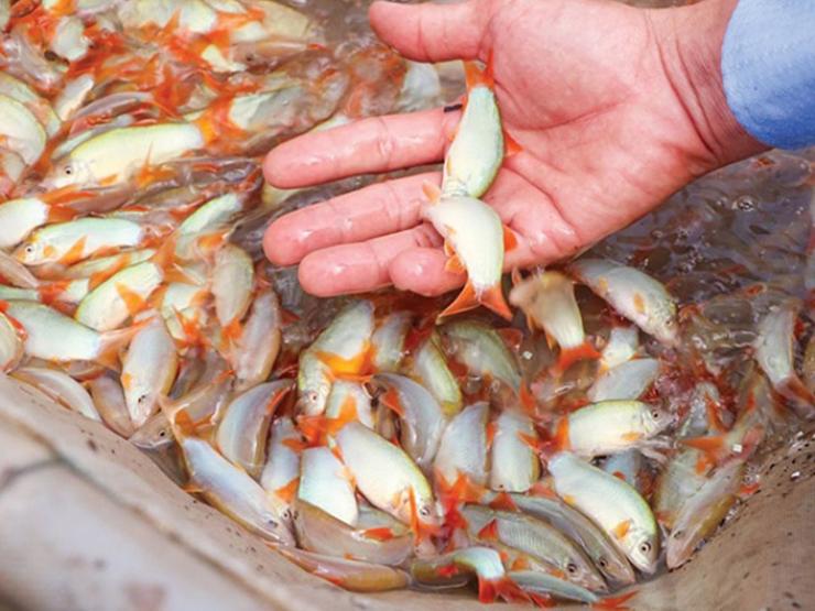 Thị trường - Tiêu dùng - Loài cá lạ hóa "mỏ vàng", dân nuôi thu tiền tỷ, bán 800.000/kg người mua nườm nượp