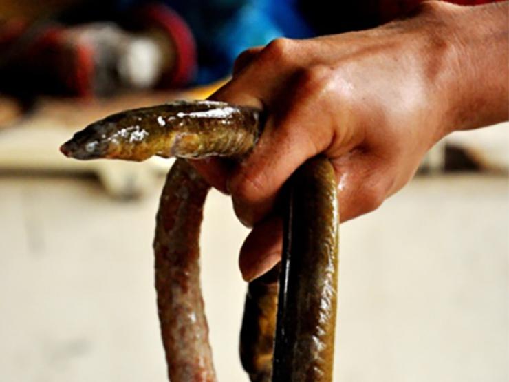 Thị trường - Tiêu dùng - Loài cá đặc sản nhìn như "thủy quái" dài ngoẵng, bán 700.000/kg đi săn kiếm tiền triệu/ngày