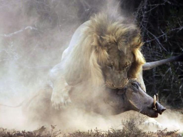 Media - Lạc vào lãnh địa "tử thần", lợn rừng bất lực chống trả đàn sát thủ