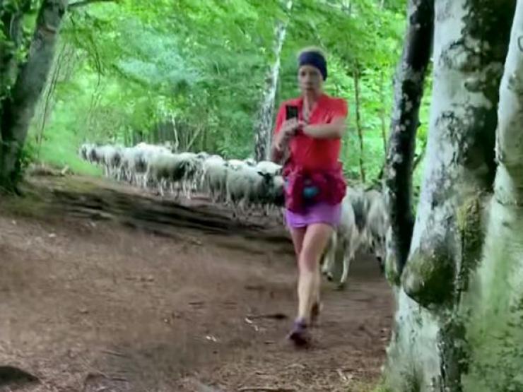 Bạn trẻ - Cuộc sống - Clip: Phản ứng đáng yêu của đàn cừu 100 con khi bị lạc