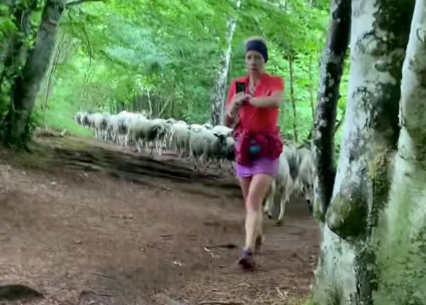 Người phụ nữ có một đàn cừu theo sau khi cô ấy đang chạy bộ trên đường mòn đi bộ đường dài&nbsp;