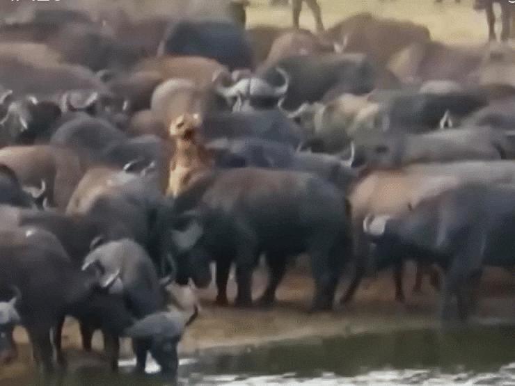 Media - Đàn trâu rừng điên cuồng truy sát khiến "vua đồng cỏ" bỏ mạng đau đớn