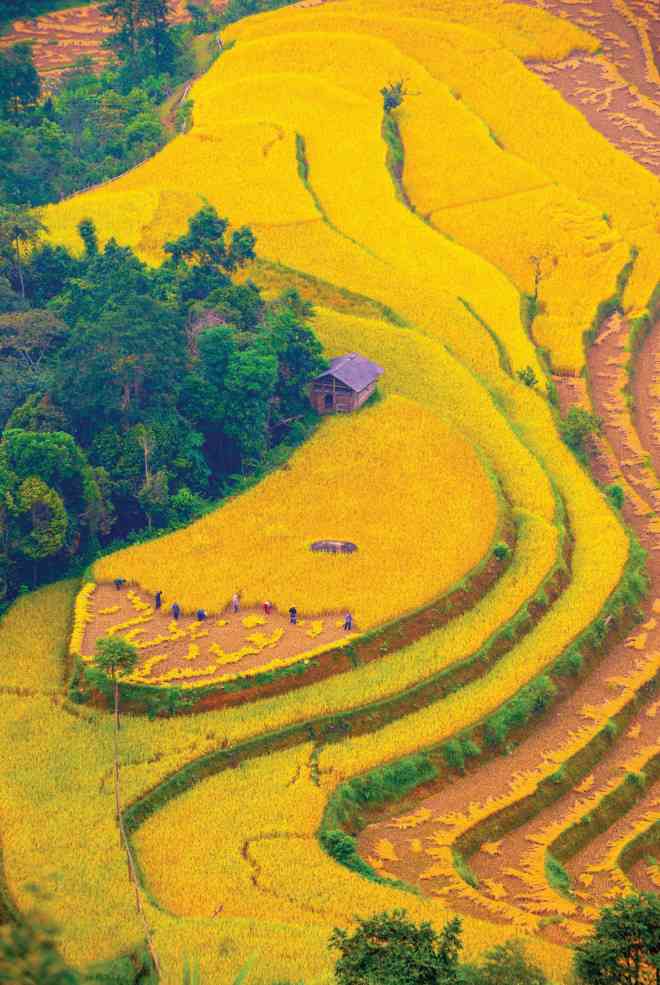 Ngang qua một mùa vàng - 5