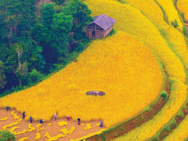 Du lịch - Ngang qua một mùa vàng