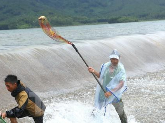 Tin tức trong ngày - Đập tràn, hàng chục người lao xuống dòng nước chảy xiết để bắt cá