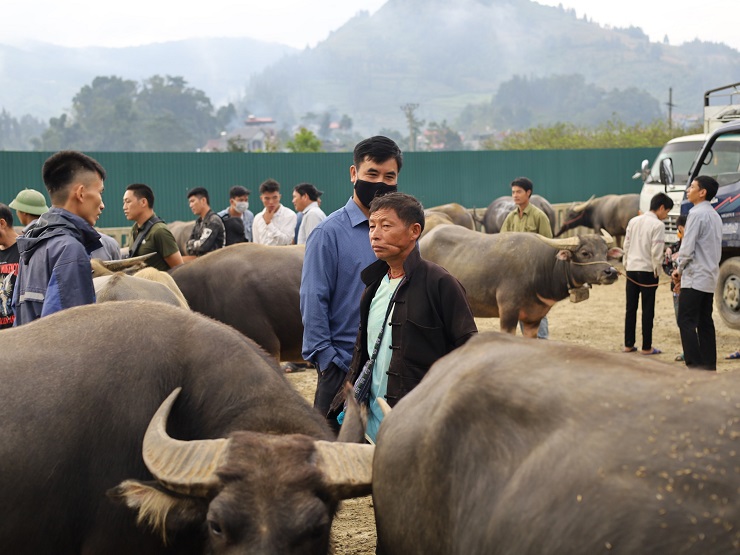 Ông Ma Seo Sử, thương lái chuyên mua trâu bò tại chợ trâu Bắc Hà cho biết, dựa vào màu lông, răng, hình dáng trâu mà đoán tuổi, sức khỏe và cân nặng để định giá.