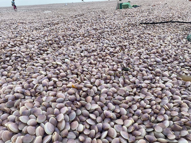 Hàng trăm tấn ngao dạt vào bờ biển Giao Thuỷ (Nam Định), chiều ngày 29/09. (Ảnh: Thu Tây).