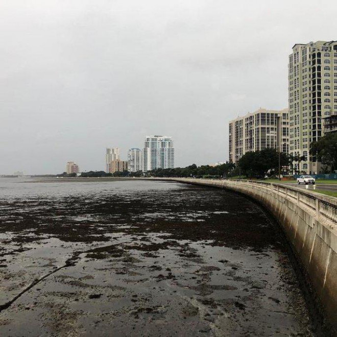 Người dân vùng vịnh Tampa đã chia sẻ nhiều đoạn video cho thấy các bãi biển trải dài bị cạn đáy sau khi nước rút nhanh. Ảnh: Sở cảnh sát Tampa