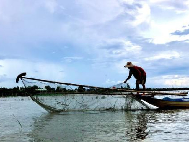 Thị trường - Tiêu dùng - Mùa nước nổi, bắt ốc bươu vàng kiếm bộn tiền