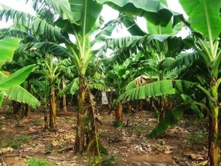 Pháp luật - Vụ cụ bà 95 tuổi chôn trong vườn nhà con trai: Lời khai của người con