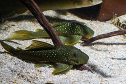 Thị trường - Tiêu dùng - Loại cá dùng để dọn bể, trước không ai ăn, nay thành đặc sản dân nhậu "săn lùng"