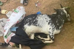 Tin tức trong ngày - Tin tức 24h qua: Gia đình 3 cựu công an bắn chết dê của dân đã bồi thường