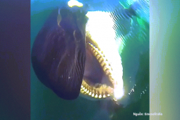 Phi thường - kỳ quặc - Cá voi sát thủ con cầu cứu con người để giải cứu mẹ bị mắc lưới