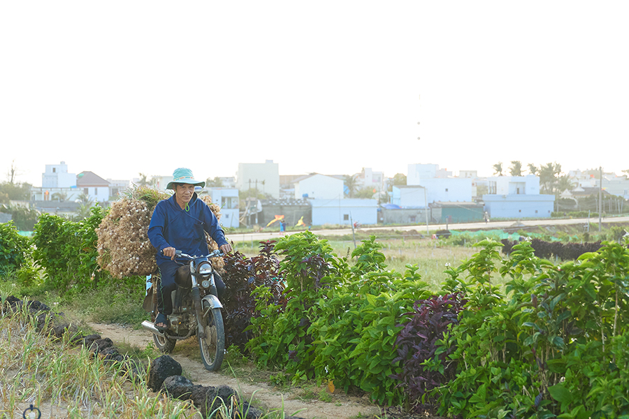Tỏi là cây trồng chủ lực tại đảo Lý Sơn