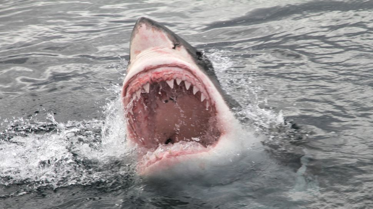 Một con cá mập trắng lớn đang rình rập một nhóm người ngoài khoi bờ biển New Zealand thì bị một đàn cá heo đến xua đuổi. Ảnh: Peter_Nile
