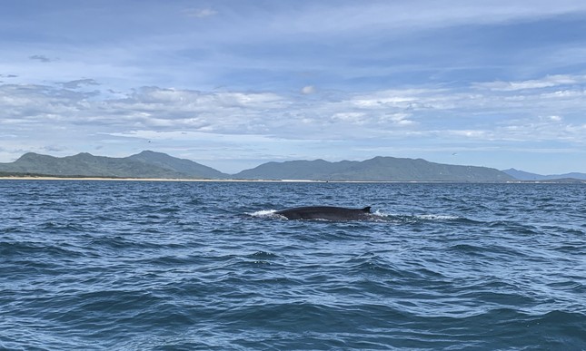 Cá voi xuất hiện ở vùng biển Bình Định, bơi tung tăng săn mồi - 1