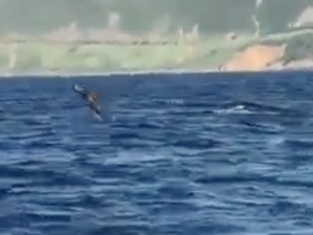 CLIP: Đàn cá heo lần đầu xuất hiện, bơi lội ở bán đảo Sơn Trà