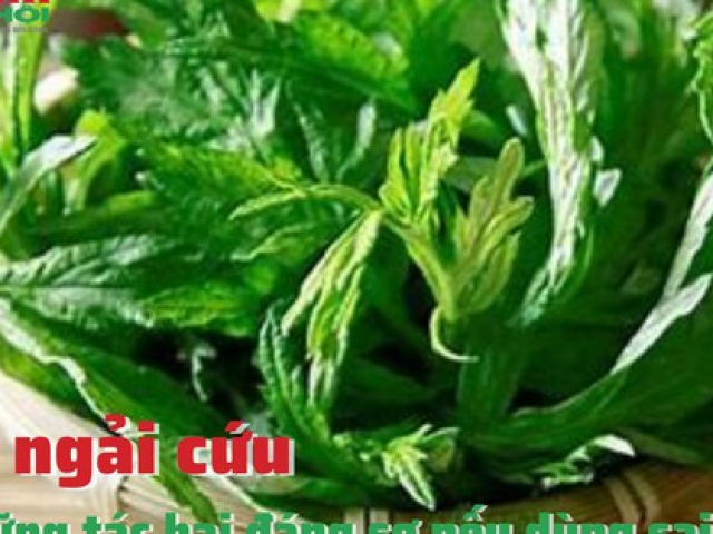 Ẩm thực - Rau ngải cứu và những tác hại đáng sợ nếu dùng sai cách