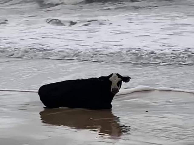 Ngỡ ngàng phát hiện con bò còn sống nguyên trôi dạt vào bờ biển