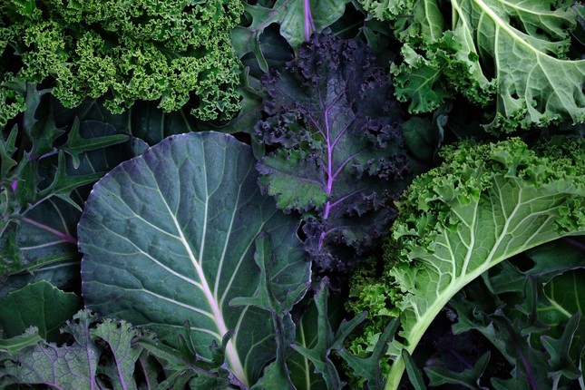 Cải xoăn thường được ca ngợi là loại rau dinh dưỡng, tốt cho sức khoẻ. Ảnh: Getty Images.