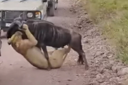 Media - Dính đòn hiểm, cận kề cái chết, linh dương bất ngờ "lật kèo" truy sát sư tử