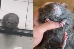 Clip hài hước - Chuột "thành tinh" đến tận cửa "tìm sen"