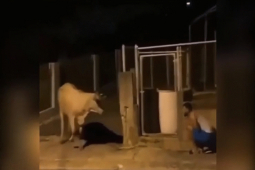 Phi thường - kỳ quặc - Video: Con bò giật mình ngã lăn quay ra đất vì bị nam thanh niên dọa