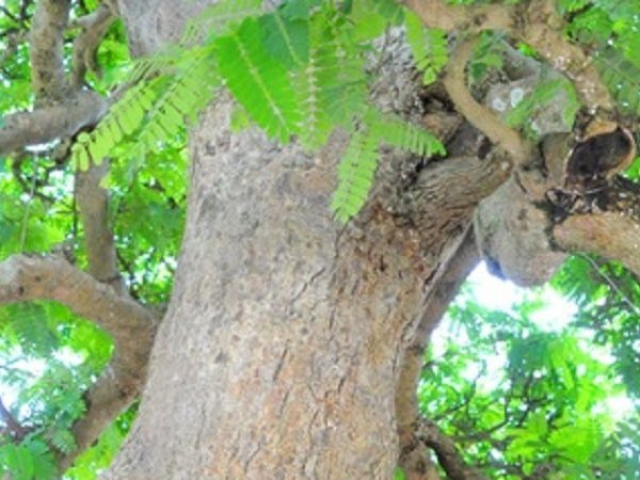 Thị trường - Tiêu dùng - "Cụ me" ban đầu 40 triệu, chủ cây đã làm điều này khiến đại gia trả 10 tỷ vẫn không bán