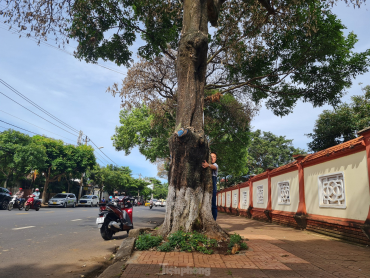 Những cây hoa sữa này được trồng cách đây 30 năm.