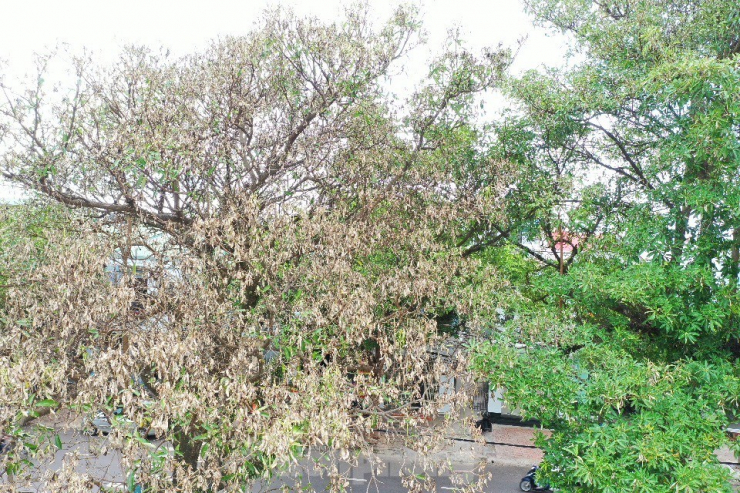 "Thành phố đã chỉ đạo cho Cty CP Đô thị và Môi trường Đắk Lắk tìm ra nguyên nhân vụ việc. Hiện, Cty CP Đô thị và Môi trường Đắk Lắk đang triển khai phun thuốc cho những cây hoa sữa", ông Trần Đức Nhật - Phó Chủ tịch UBND TP Buôn Ma Thuột nói.