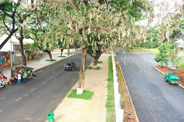 Ông Bửu Đại (sinh năm 1963, ngụ ở TP. Buôn Ma Thuột) cho biết: "Tôi thích mùi hoa sữa, ngửi mùi hoa ngòn ngọt, tinh thần phấn chấn, khoan khoái đến lạ lùng. Gần một tuần nay, tôi để ý có nhiều sâu nhỏ ở trên cây. Tôi mong các cấp, ngành tìm ra bệnh để cứu lấy hàng chục cây hoa sữa trên địa bàn".