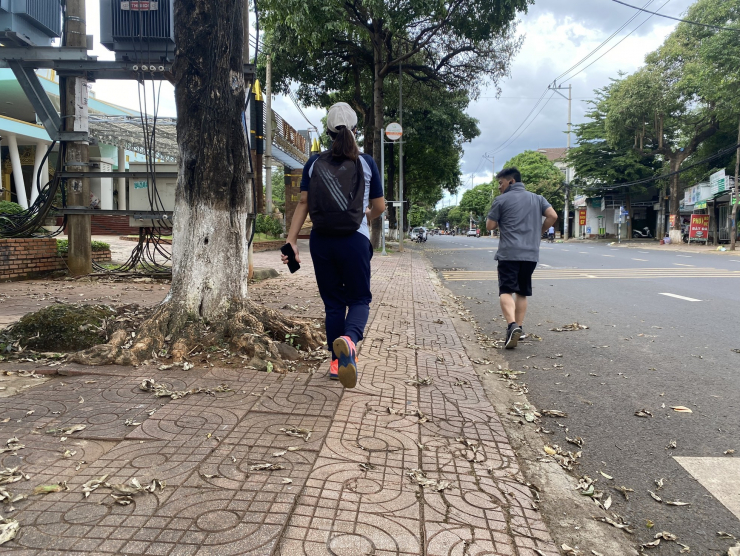 Dưới gốc cây hoa sữa, lá khô rụng rất nhiều