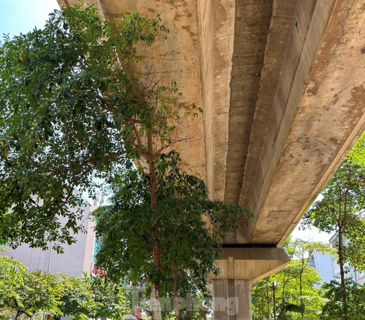 Có cây một phần ngọn né được đường trên cao, phần ngọn còn lại héo khô, chết.