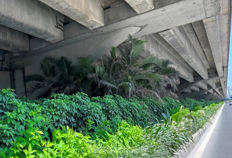 Ở dải phân cách đường Vành đai 3 trên cao hàng loạt cây đô thị vừa được trồng mới, khi phát triển cũng đang đội gầm đường trên cao.