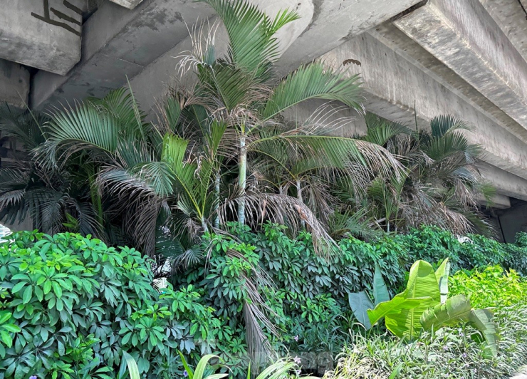 Do không có ánh sáng và ngọn cây bị "đụng" gầm bê tông đường trên cao nên các cây họ cau cảnh đang khô héo, chờ chết.