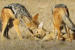 Media - Chó rừng thi nhau cắn xé, hạ sát cáo