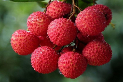 Sức khỏe đời sống - Bé gái 5 tuổi đột nhiên hôn mê, nguy kịch sau khi ăn vải theo cách này