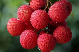 Sức khỏe đời sống - Bé gái 5 tuổi đột nhiên hôn mê, nguy kịch sau khi ăn vải theo cách này