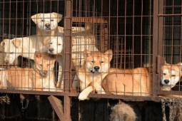 Tin tức trong ngày - Hà Nội được đề xuất thí điểm là “thành phố nói không với thịt chó, mèo”