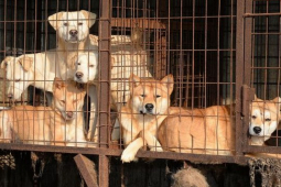 Hà Nội được đề xuất thí điểm là “thành phố nói không với thịt chó, mèo”