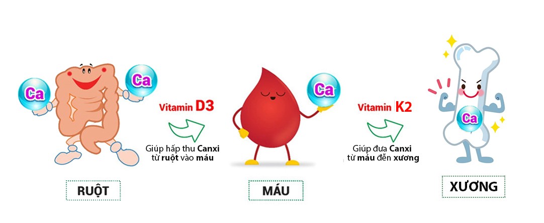 Canxi từ thực phẩm cần có vitamin D3 và K2 để đến đúng đích tại xương với hàm lượng chính xác