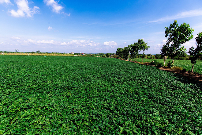 Nhờ tối ưu nguyên liệu, Vinasoy vào Top 50 Doanh nghiệp Phát triển Bền vững Tiêu biểu 2023 - 3